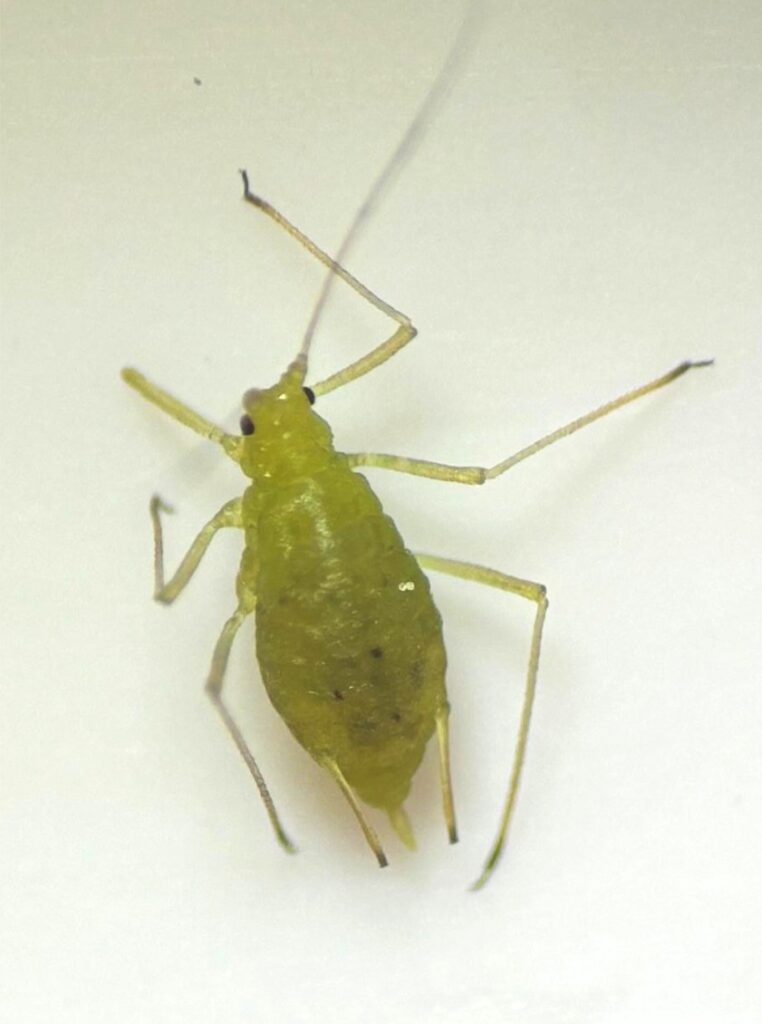 A close-up of a small green bug