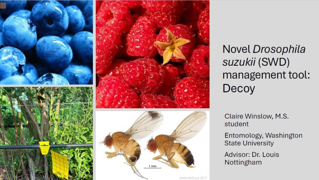 cover slide of decoy presentation by Claire Winslow with a photo montage of blueberries, red raspberries, decoy bait deployed in the field and male and female swd.