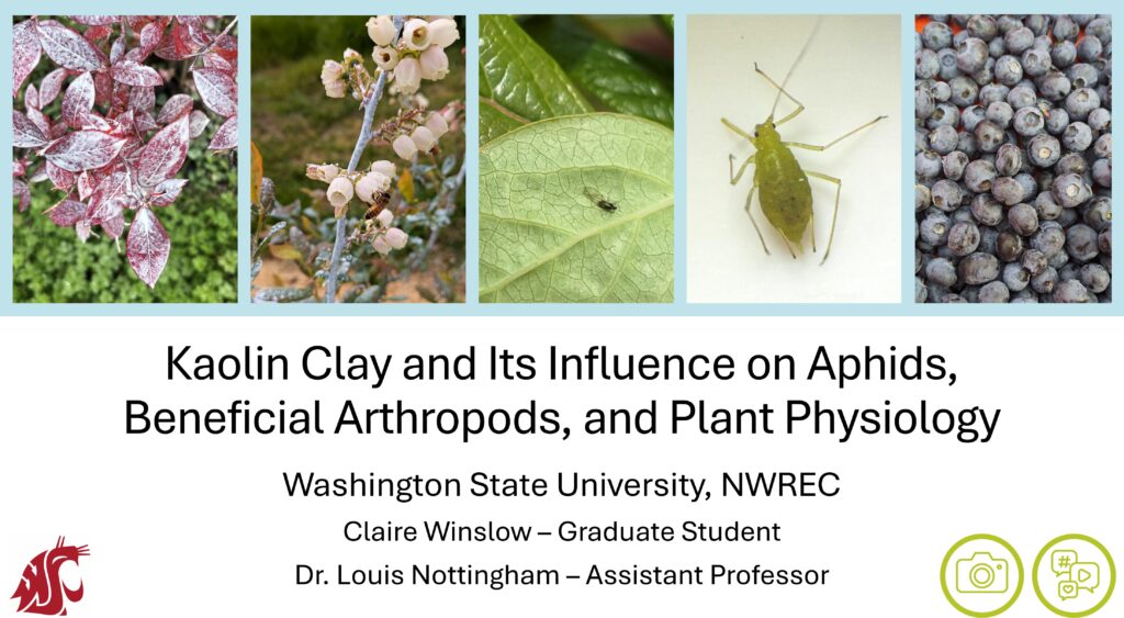 cover slide of kaolin presentation by Claire Winslow with photos of blueberry leaves and blossoms covered in kaolin, a small black winged insect on the underside of a leaf, a green aphid, and a basket of blueberries
