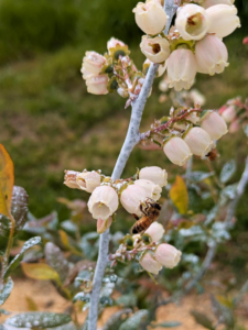 Blueberry blooms; the stems have a whitish hue from the kaolin