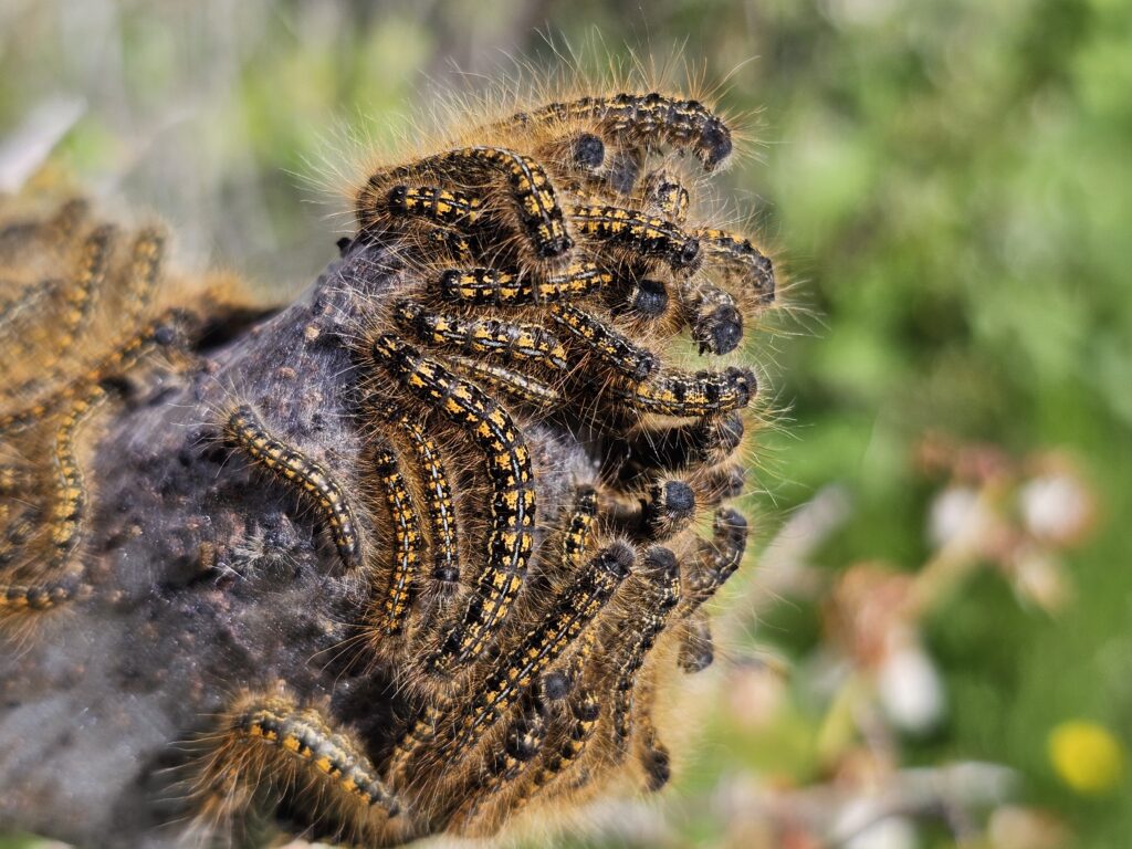 A large number of black and orange striped caterpillars on a blueberry.