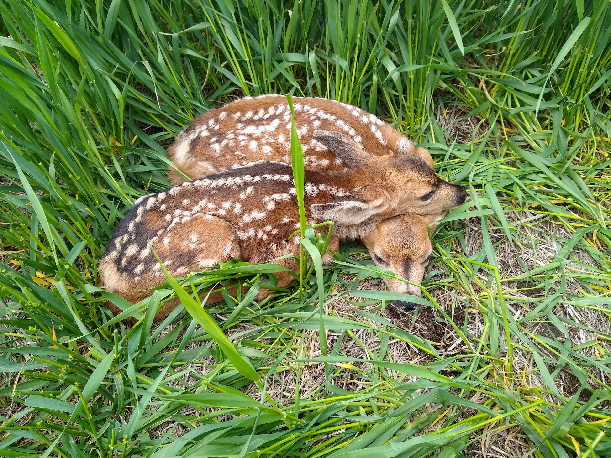Two baby deer laying in the grass.