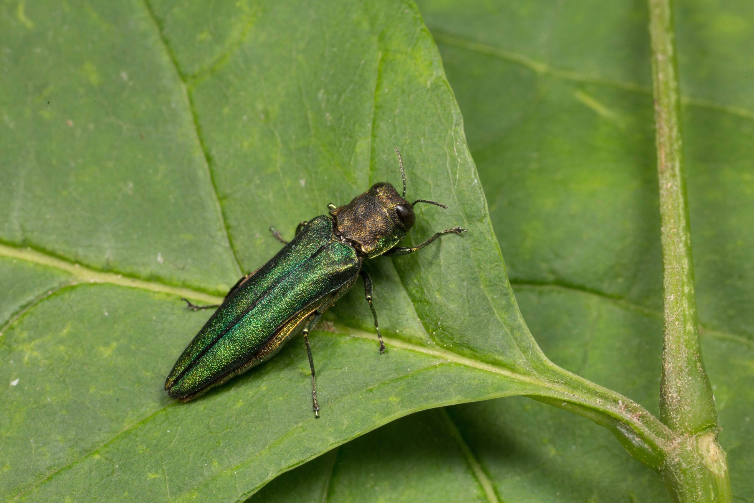Emerald Ash Borer Sitting on a Leaf.