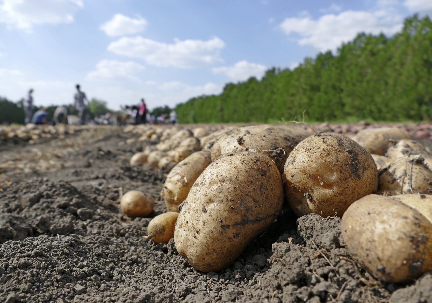 Close-up of potatoes in the field. In the backgounrd are farmworkers and a row of trees.