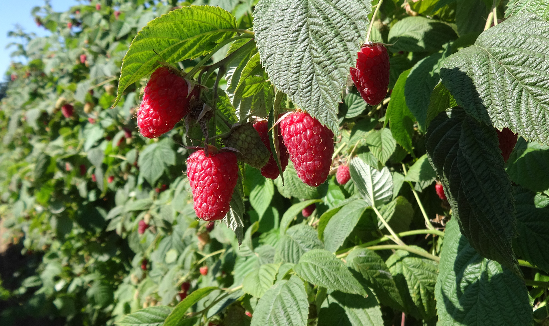Ripe raspberries on a raspberry bush.