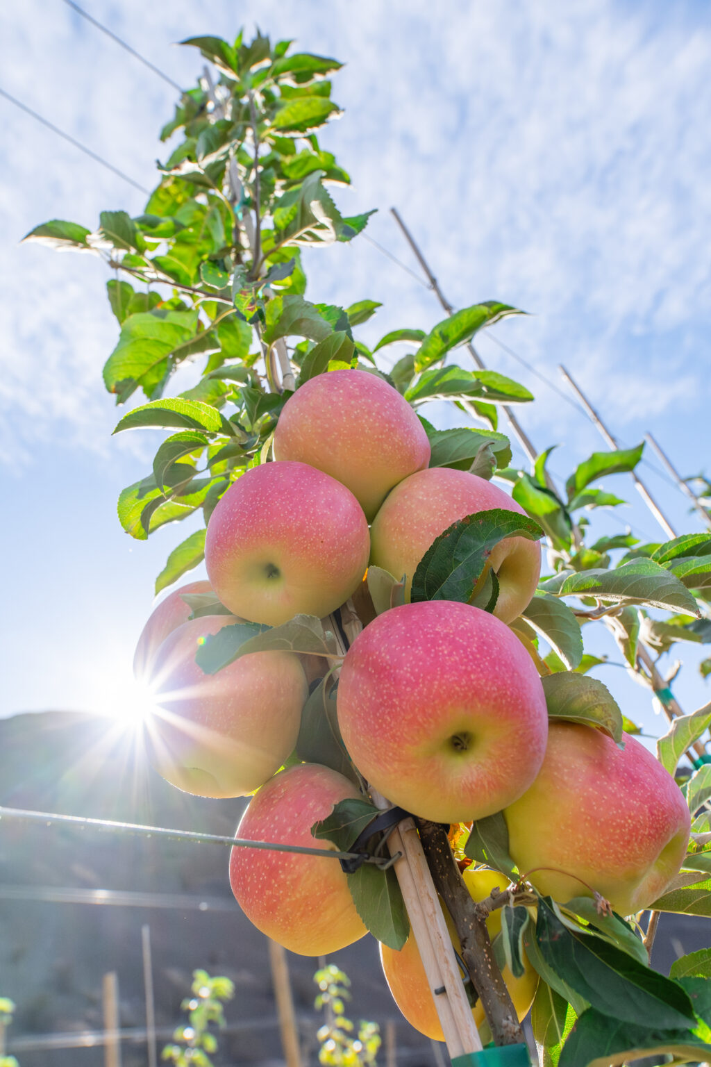 Glinting sunlight illuminates Sunflare apples growing in late summer 2024 at WSU's Sunrise Research Orchard near Wenatchee, Wash. Newly named in a public contest, these crunchy, tart, juicy apples are expected to reach consumers in 2029 (Photo by Jeremy K. Tamsen).