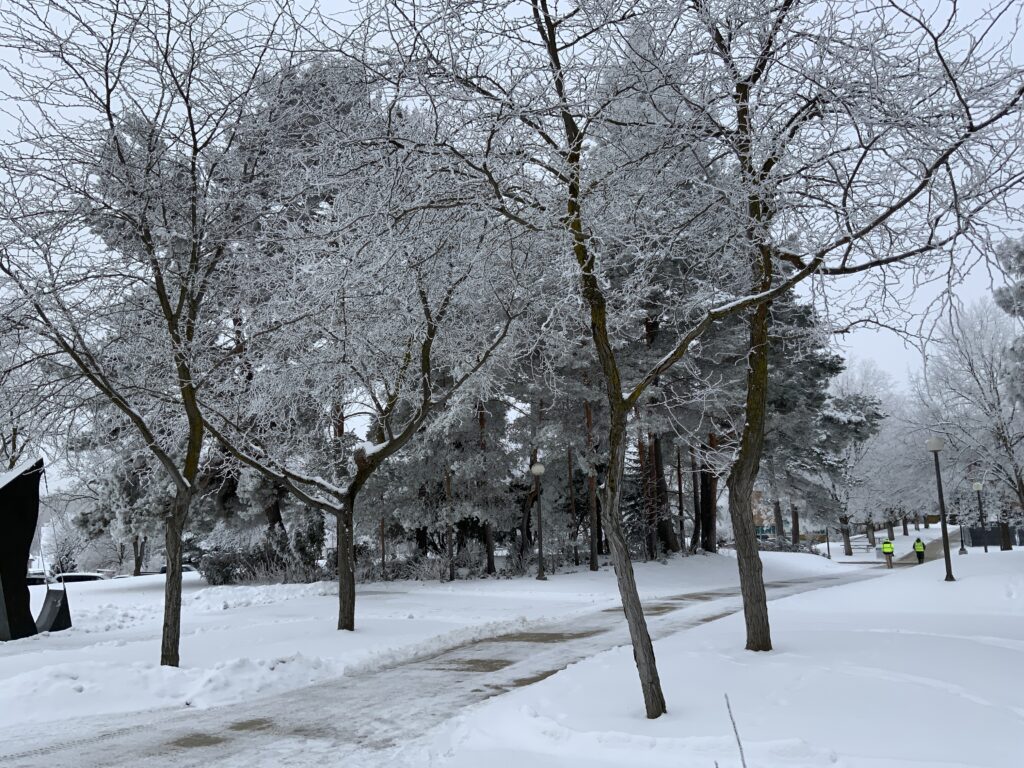 Landscape of trees on a university campus with all surfaces covered in white hoarfrost.