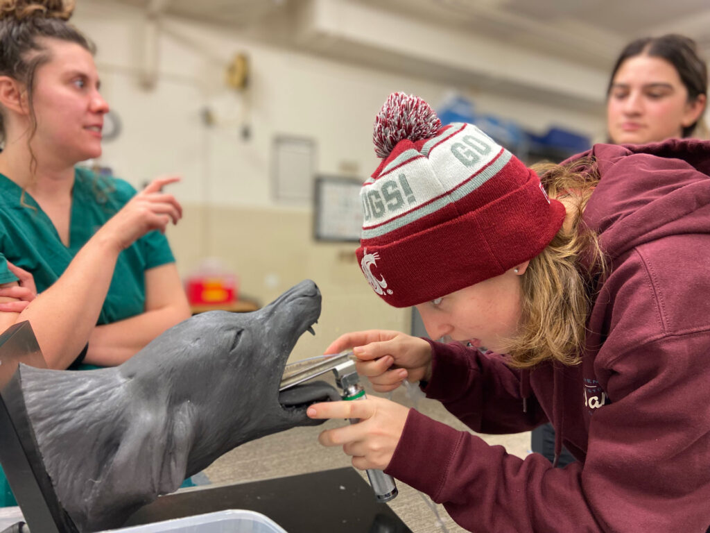 A student inserts a device into a dog head model with its mouth open. Two other people stand in the background.