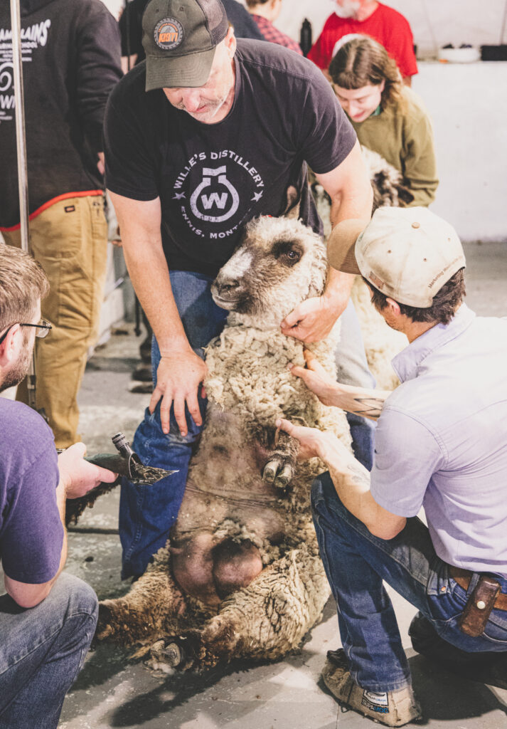 Three people work together to shear a sheep.
