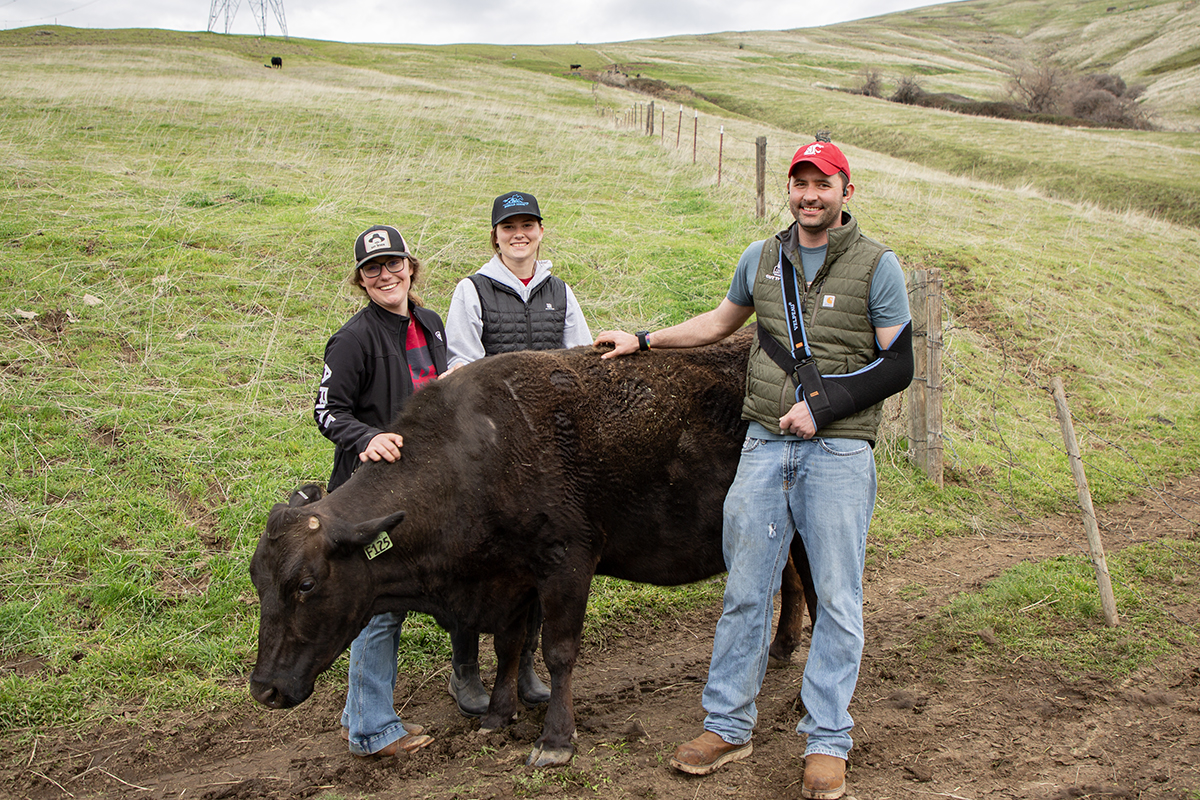 3 people stand around a large cow, all petting it. The person on the right has his left arm in a sling.