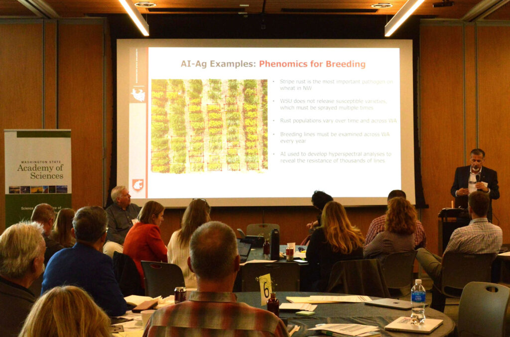 Raj Khosla stands at a podium next to a projector screen. Text on screen reads: AI-Ag Examples: Phenomics for Breeding. Stripe rust is the most important pathogen on wheat in NW. WSU does not release susceptible varieties, which must be sprayed multiple times. Rust populations vary over time and across WA. Breeding lines must be examined across WA every year. AI used to develop hyperspectral analyses to reveal the resistance of thousands of lines. The audience is sitting at round tables with their backs to the camera.