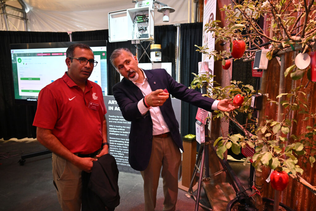 A man in a crimson sports shirt with a WSU logo looks on as a man in a sports coat points and reaches for a wall-mounted apple in a room containing several museum-style exhibits. They stand next to an exhibit set up as a trellis supporting apple branches and fruits.