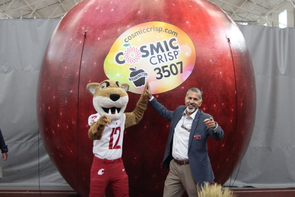 Butch T. Cougar and CAHNRS Dean Raj Khosla share a high-five in front of the giant inflatable Cosmic Crisp® apple at the first fall Harvest Market, Friday, Sept. 25, at Hollingbery Fieldhouse.