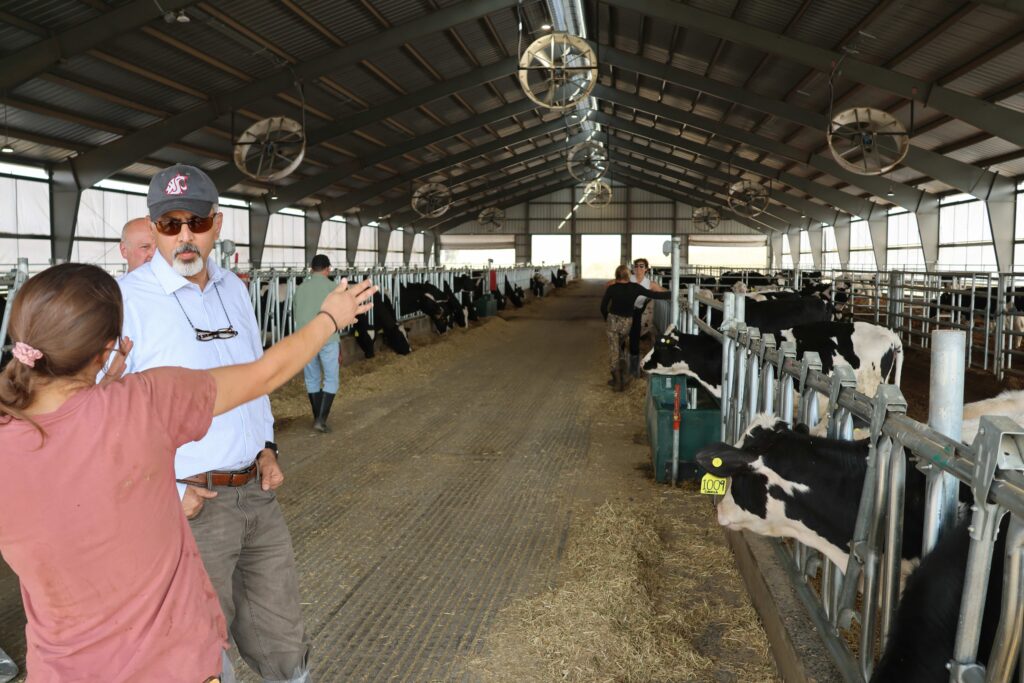 A group tours a dairy barn with rows of black-and-white dairy cows feeding from individual stalls on both sides of a wide central aisle. In the foreground, one visitor gestures toward the barn while speaking with another visitor wearing a WSU Cougar cap. Large ventilation fans hang from the high metal ceiling, and several people are visible farther down the aisle observing the cattle and facility. Hay is scattered along the feeding areas, and numbered ear tags can be seen on some of the cows.