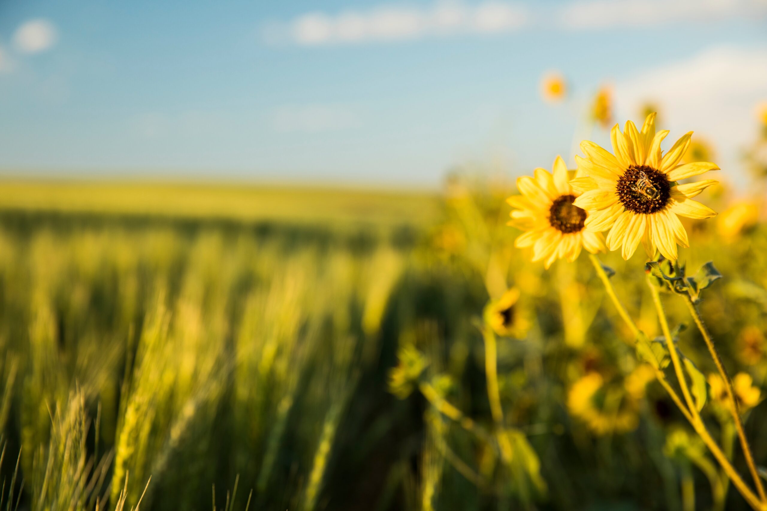 Sunflowers in a field