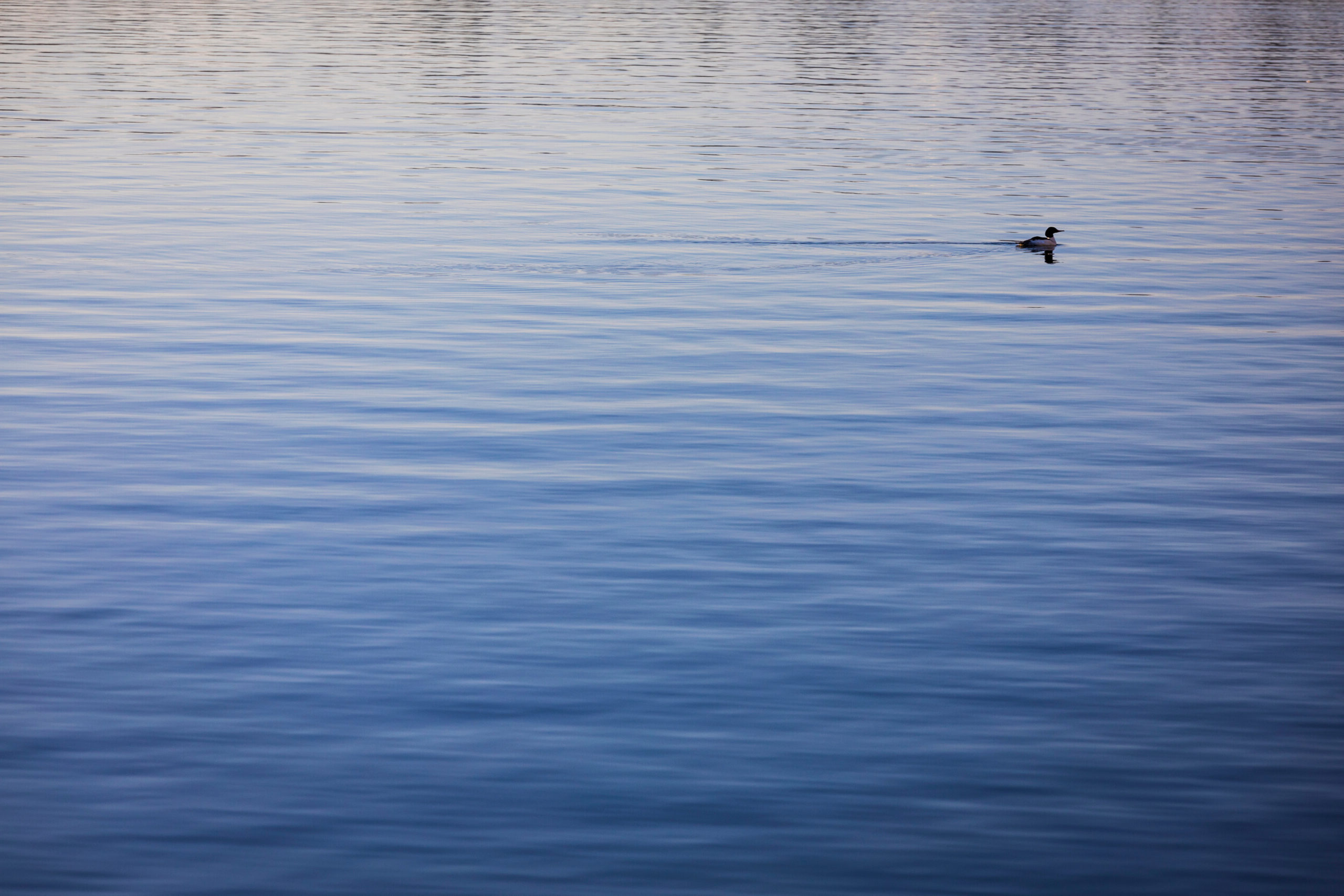 Shell House Wetlands