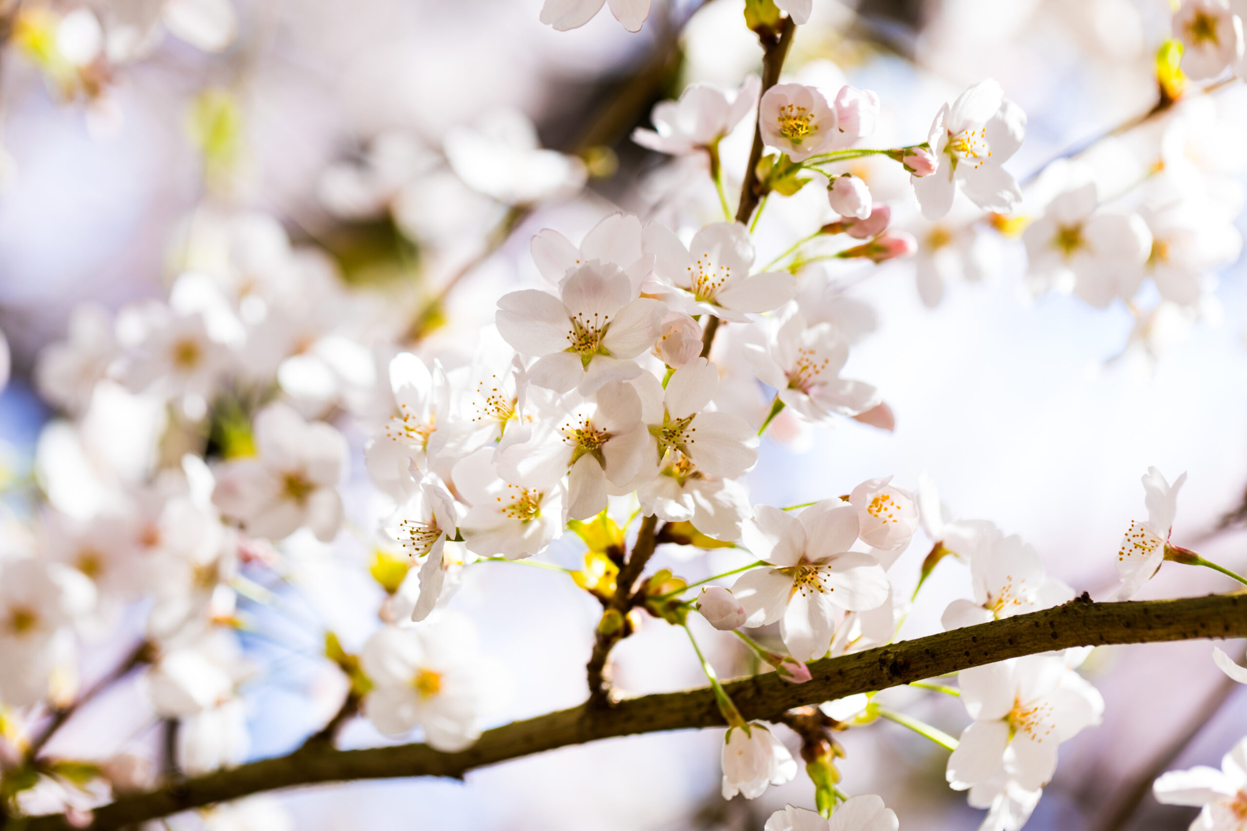 Cherry blossoms at the University of Washington