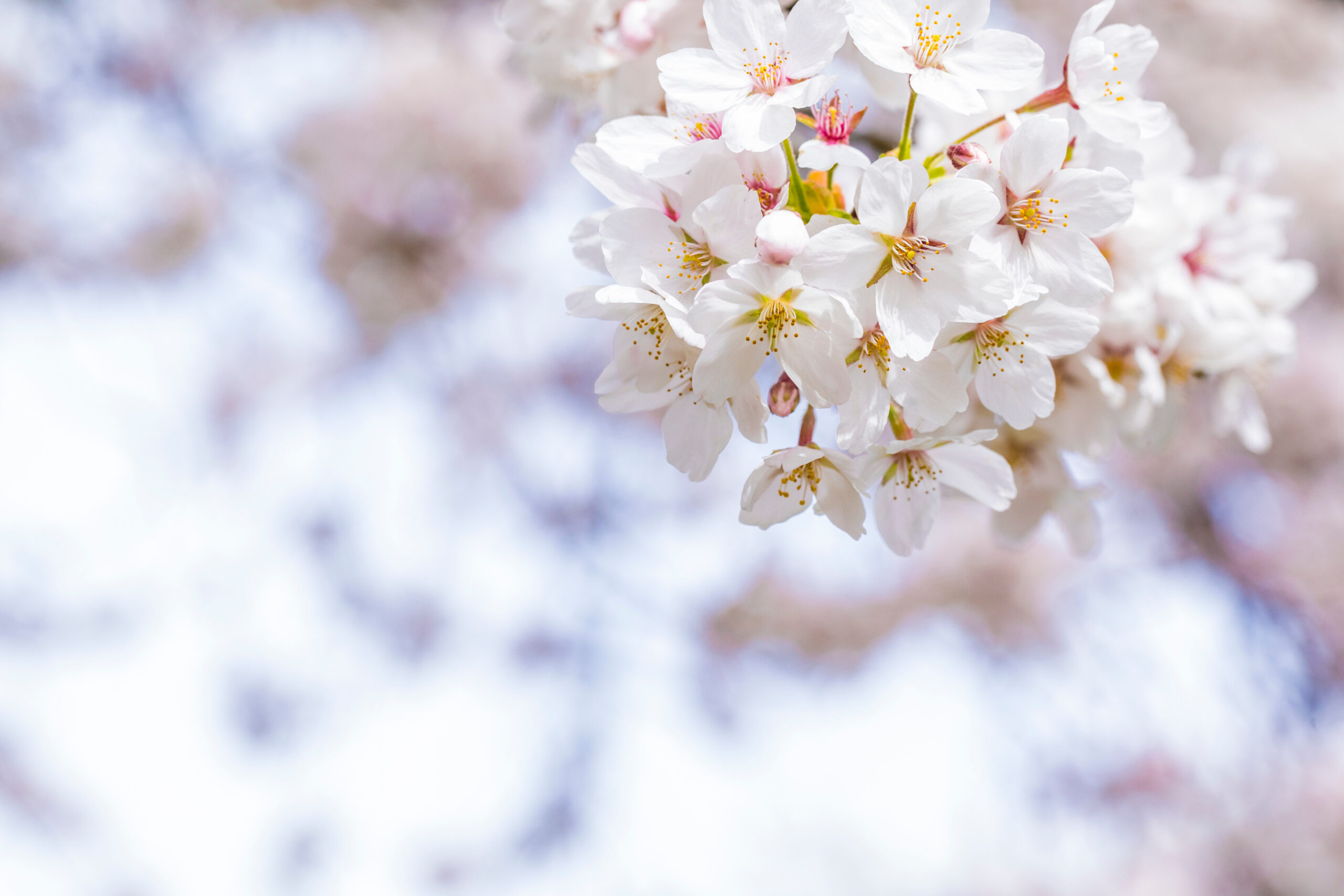 Cherry blossoms at the University of Washington