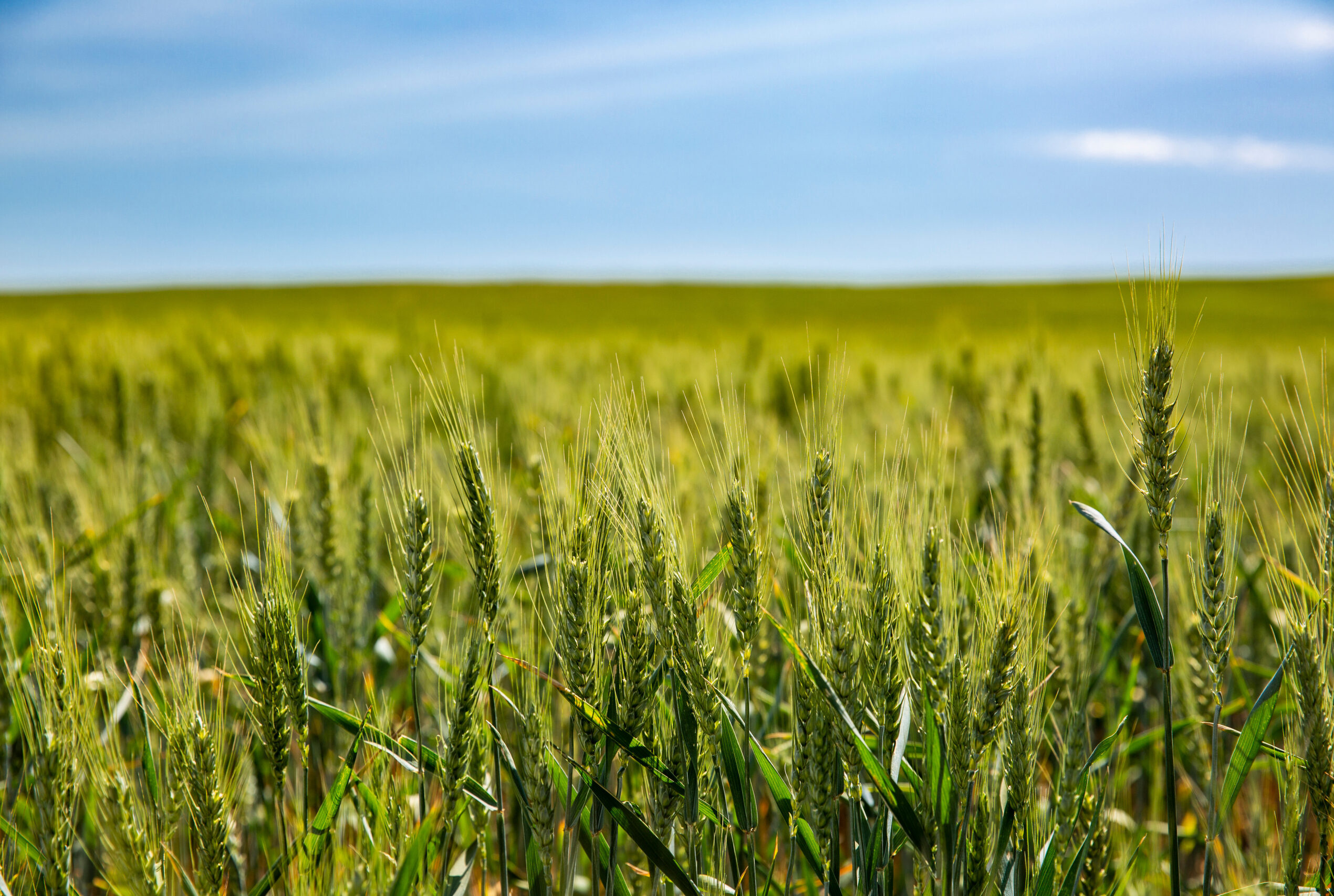 Field in Eastern Washington