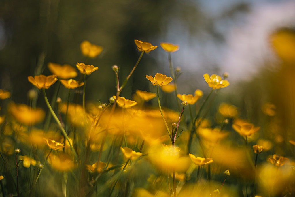 Yellow flowers in a field