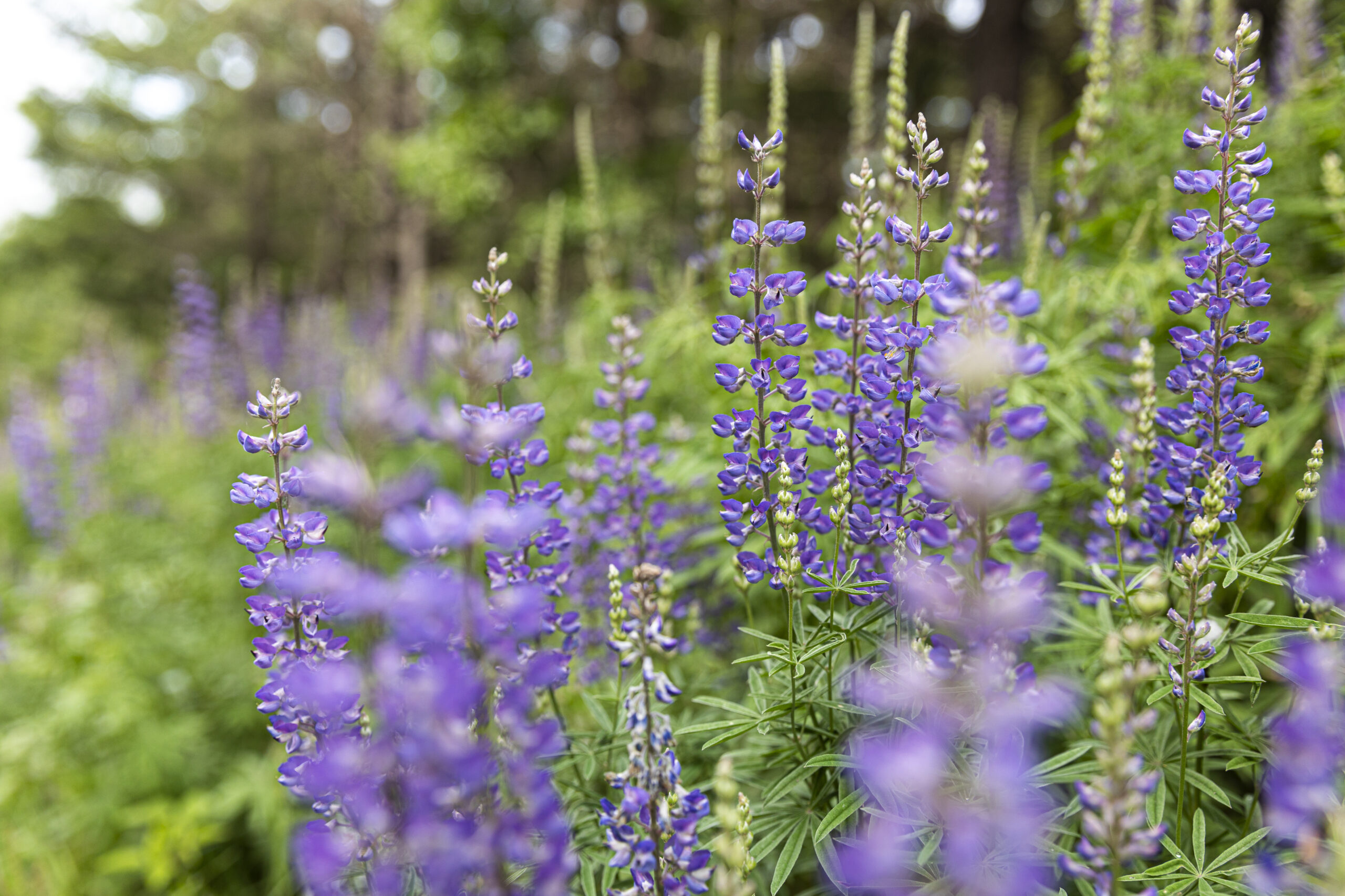Purple flowers in a field
