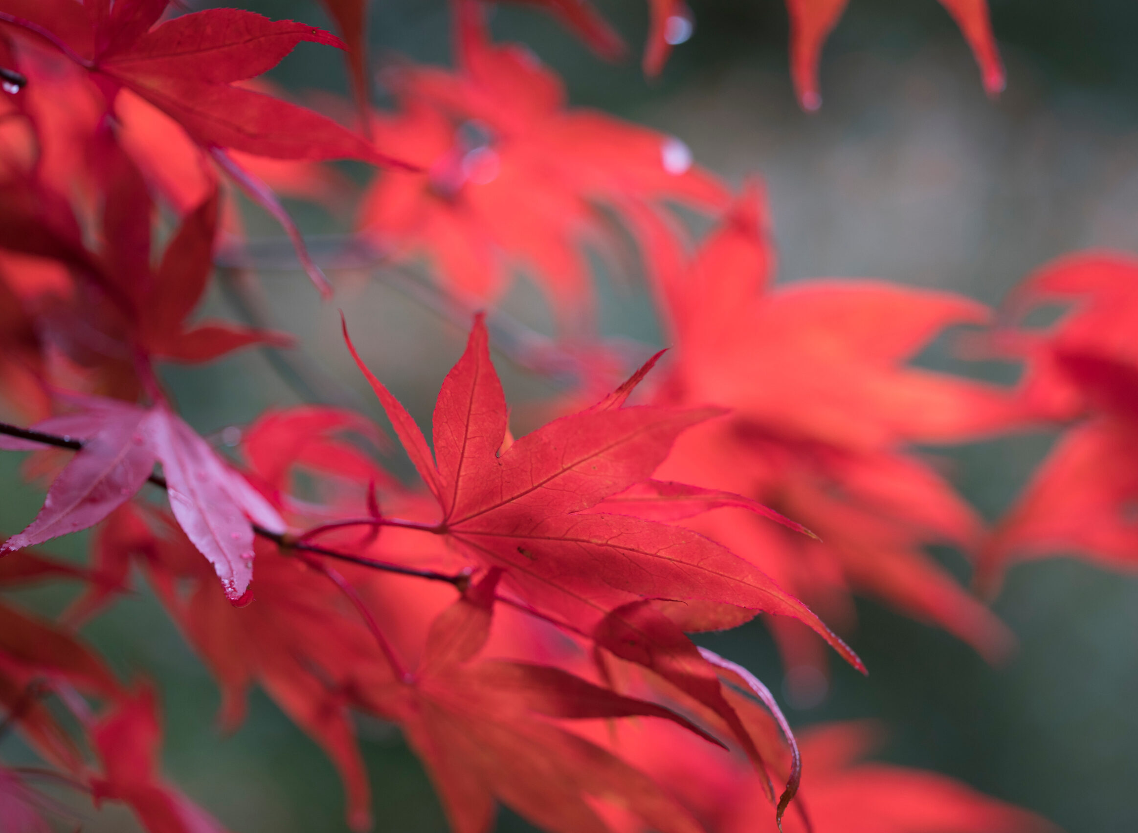 Red leaves on a tree