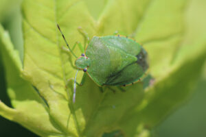 17267657138_406fb97f0b_o