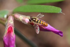 17656782770_88ad62d8a5_k