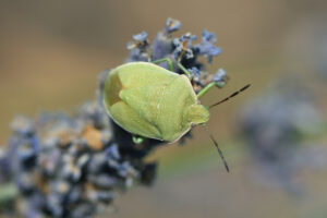 19456062021_ab4057f739_k