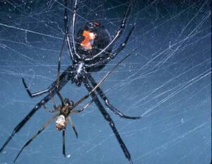 A female and male Black Widow spiders. The female is about three times larger than the male spider.