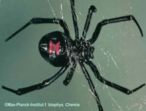 A black widow spider. The red hourglass on its abdomen is very apparent here.