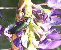 A blister beetle on a flower.