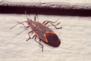 A Box Elder Bug.