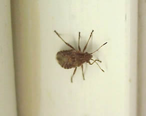 A house bug on the wall.