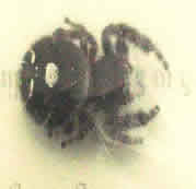 Phidippus audax jumping spider