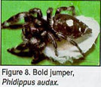 bold jumper spider
