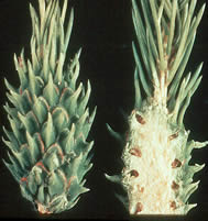 A regular spruce tree and an affected spruce tree that is malformed due to the Cooley Spruce Gall Adelgids.
