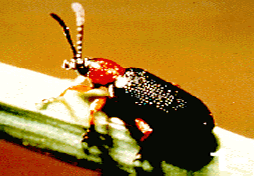 clbadult cereal leaf beetle