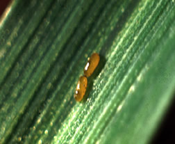 clbeggs Cereal Leaf Beetle larvae.