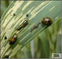 clblarvae Cereal Leaf Beetles eating a plant.