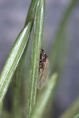A Cooley Spruce Gall Adelgid on a plant.