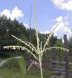 Silk from the Corn Earworm droops off the plants thin branches.