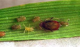 ega Many aphids sitting together on a leaf.