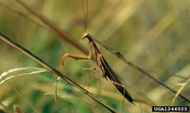 A mantis stands on top of a blade of grass.