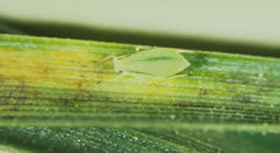 greenbugaphid green bug aphid