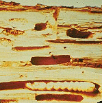 grubs Burrows are left behind in a piece of bark. One larva is still in its burrow.