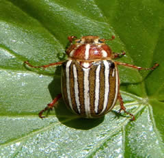 A Ten Lined June Beetle on a leaf.