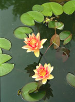 Lily pads and flowers float on top of water.