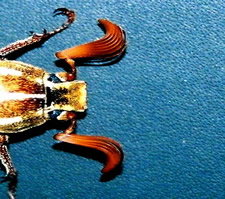 The face of a June Beetle.