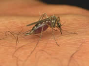 A mosquito on top of human skin, feeding.